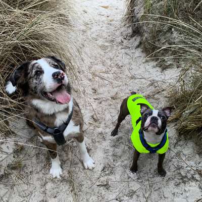 Boston Terrier Liebhaber❤️-Beitrag-Bild