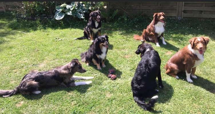 Australian Shepherd Freunde/innen-Beitrag-Bild