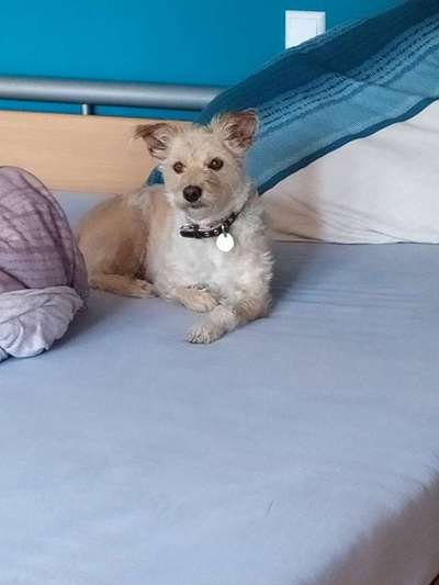 CHALLENGE NR. 19 - Der Hundeblick-Beitrag-Bild