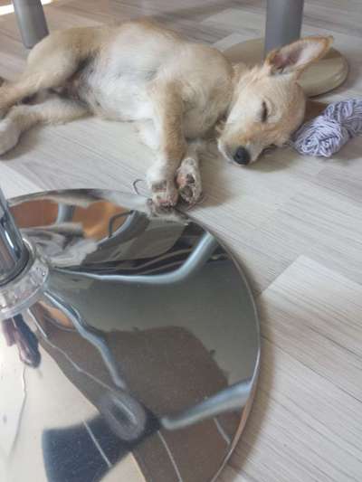 Welpen Bilder !-Beitrag-Bild