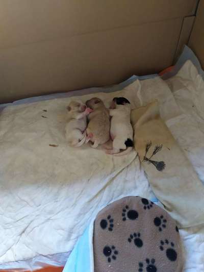 Wie groß waren eure welpen ?-Beitrag-Bild