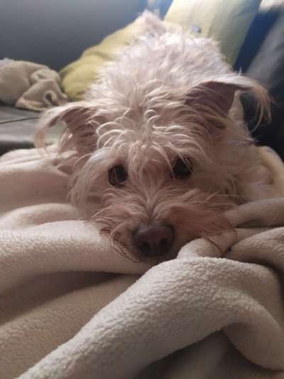 Dackelblick-Beitrag-Bild