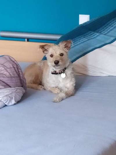 Welche Hunderasse-Beitrag-Bild