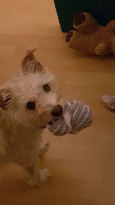 Wo sind die Jack und Parson Russell Terrier?-Beitrag-Bild