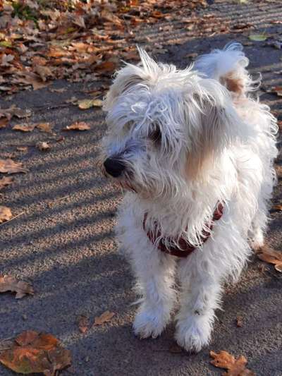 Wie groß waren eure welpen ?-Beitrag-Bild