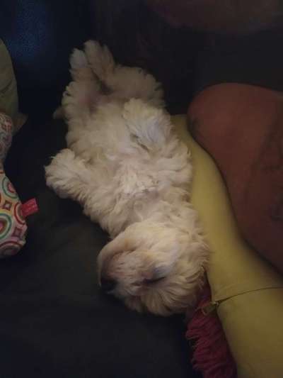 Welpen Bilder !-Beitrag-Bild