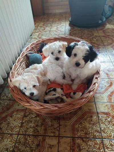 Mischlingshunde Foto Aufruf-Beitrag-Bild