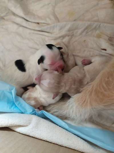 Welpen Bilder !-Beitrag-Bild