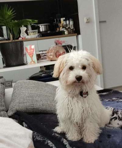 Wie groß waren eure welpen ?-Beitrag-Bild