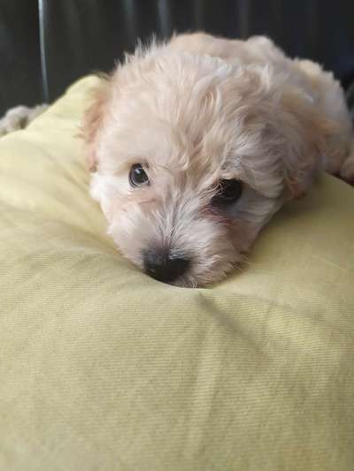 Welpen Bilder !-Beitrag-Bild