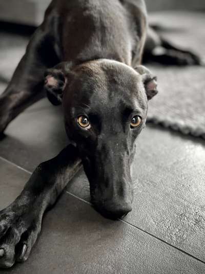 Windhunde - Treffen der besonderen Schönheiten
HERZLICH WILLKOMMEN-Beitrag-Bild