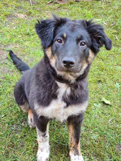 Mischlinge raten - Rätselspaß-Beitrag-Bild