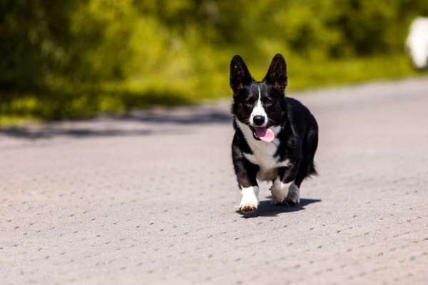 Corgis und ihre persönlichen Hofangestellten-Beitrag-Bild