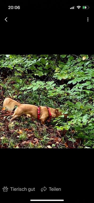 Dogorama Photo Challenge- Der Nase nach-Beitrag-Bild