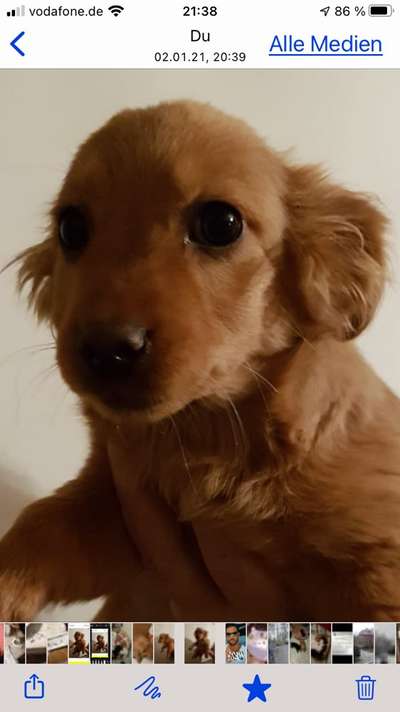 Das erste Bild eures Hundes-Beitrag-Bild