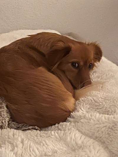 Mischlinge raten - Rätselspaß-Beitrag-Bild