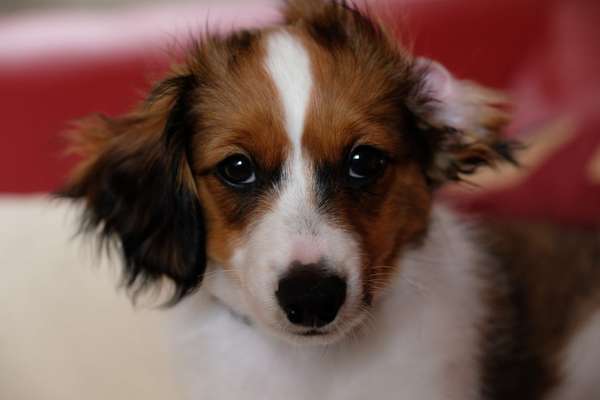 Kooikerhondje-Beitrag-Bild