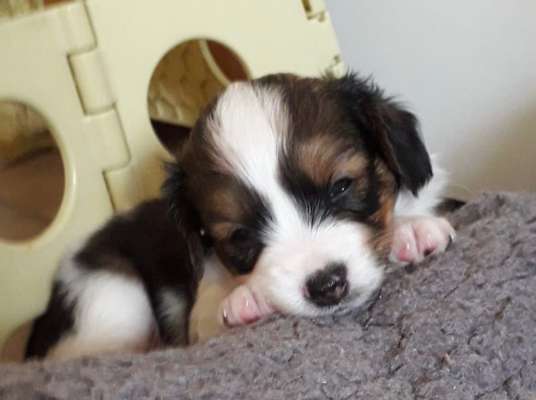 Kooikerhondje-Beitrag-Bild