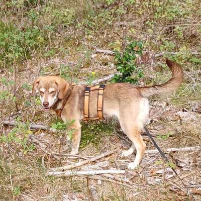 Hundetreffen-Spiel Spaß und Wald entdecken-Bild