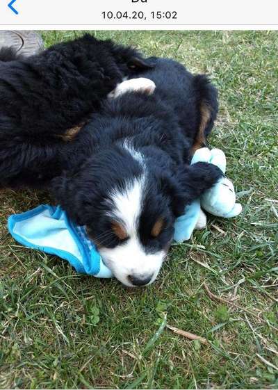 Welpen Bilder !-Beitrag-Bild