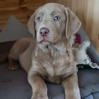 Hundetreffen-Welpentreffen in Karow/Buch-Bild