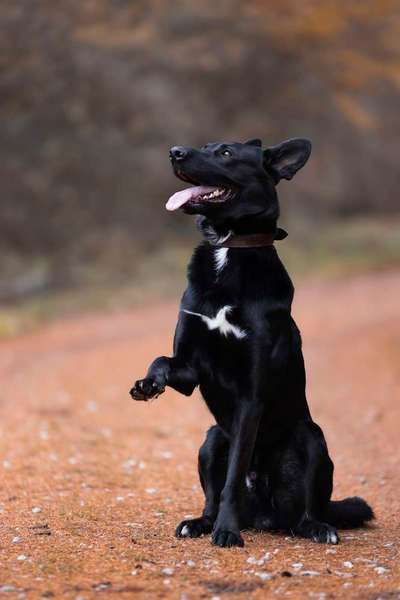 Hundetreffen-Rüdentraining-Bild