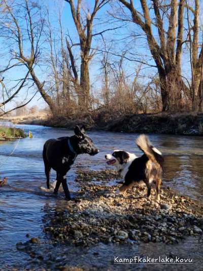 Hundetreffen-Gassi & Spielen-Bild