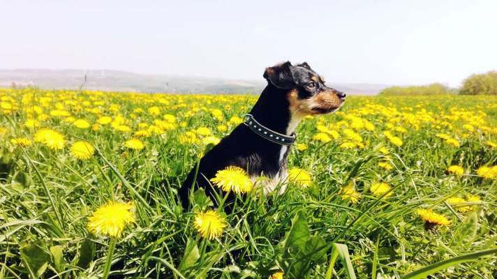 Dogorama Photo Challenge - Portrait-Beitrag-Bild