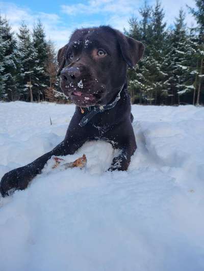 Dogorama Photo Challenge - Es wird nochmal kalt!-Beitrag-Bild