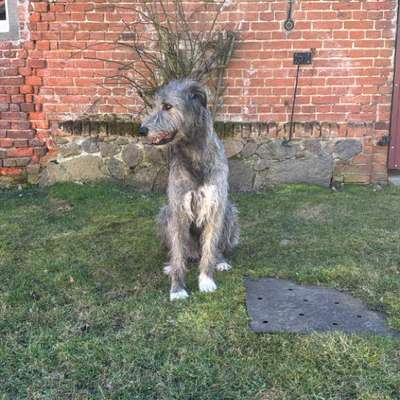 Hundetreffen-Spielen und entspannt lernen-Bild