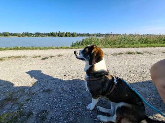 Hundetreffen-Suche eingezäunte Freilauffläche Raum Bruchsal-Bild