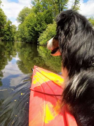 Dogorama-Monats-Challenge-Mai "Wasser"-Beitrag-Bild