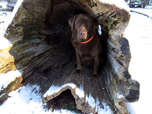Hündin kastrieren oder nicht - eure Erfahrungen-Beitrag-Bild