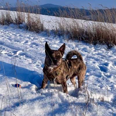 Hundetreffen-Spielkamerad gesucht-Bild