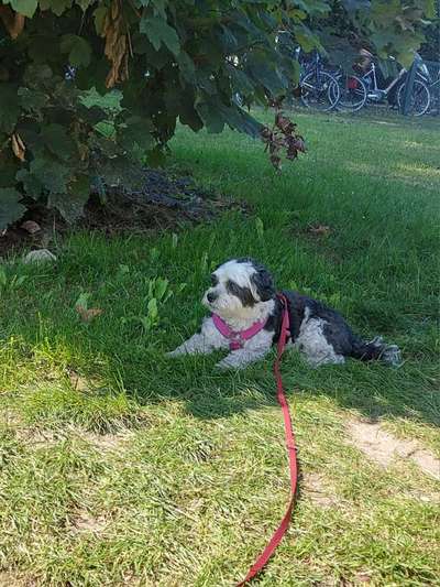 Hundetreffen-Gassirunde-Bild