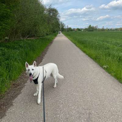 Hundetreffen-Spielpartner gesucht 🐾-Bild