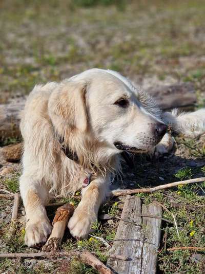 Hundetreffen-Gassirunde-Bild