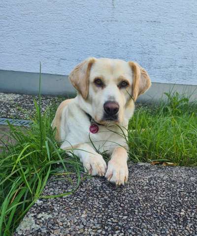 Mischlingshunde Foto Aufruf-Beitrag-Bild