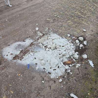 Giftköder-Verdacht auf Giftköder-Bild