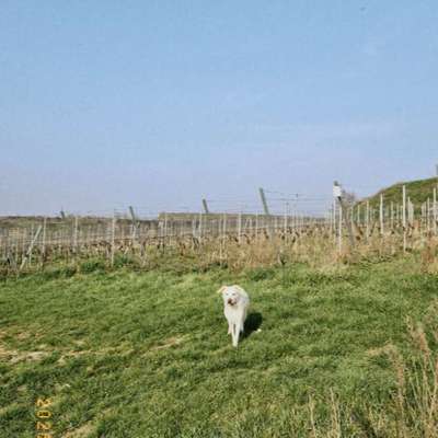 Hundetreffen-Social Walks / Gemütliche Runden-Bild