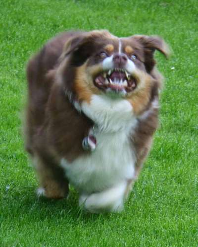 Zeigt eure verrücktesten Hundebilder-Beitrag-Bild