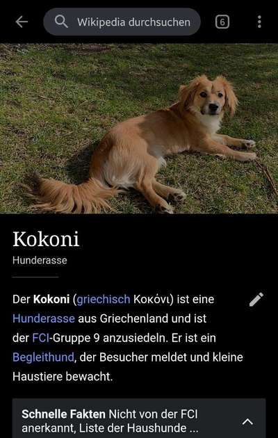 Kokoni on board?-Beitrag-Bild