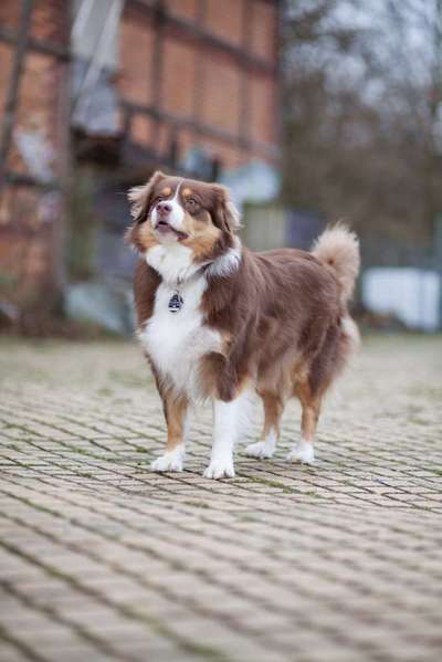 Die Dogorama Kalender Challenge Titelbild-Beitrag-Bild