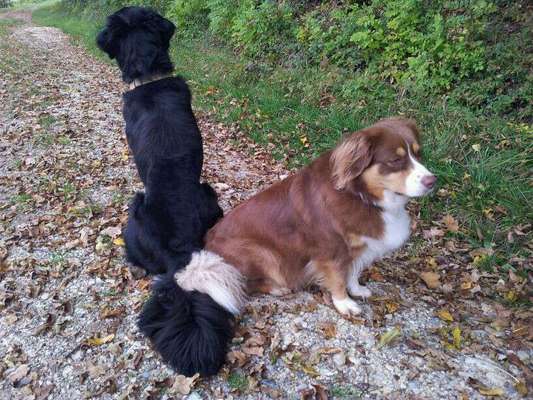 Fotochallenge Nr. 51 "Euer Hund mit anderen Tieren"-Beitrag-Bild