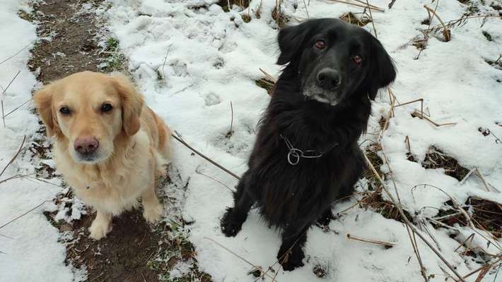 Wo sind die Golden Retriever Liebhaber?-Beitrag-Bild