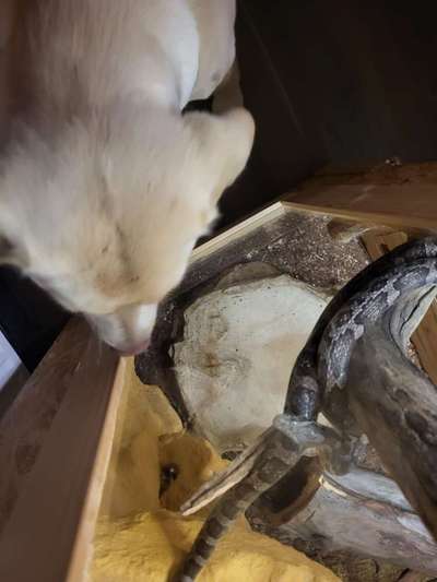 35. Impulskontrollübung "Kontakt mit anderen Tieren"-Beitrag-Bild