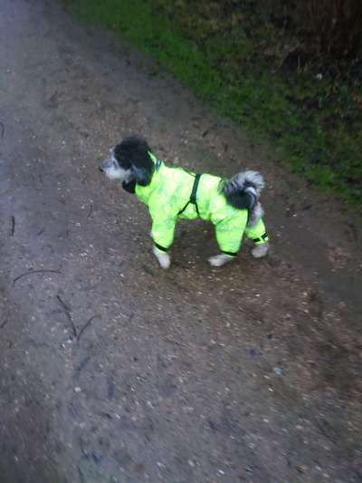 Hundekleidung - Top oder Flop-Beitrag-Bild