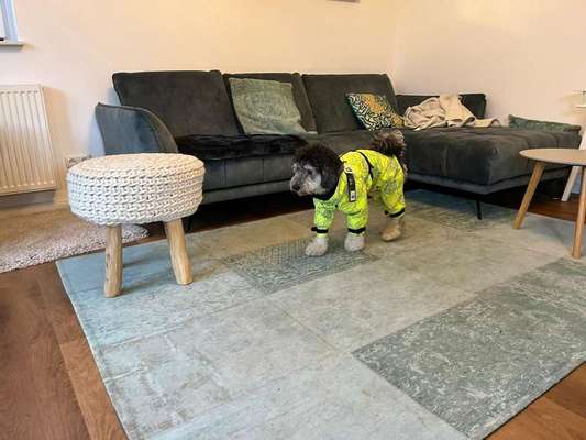 Hundekleidung - Top oder Flop-Beitrag-Bild