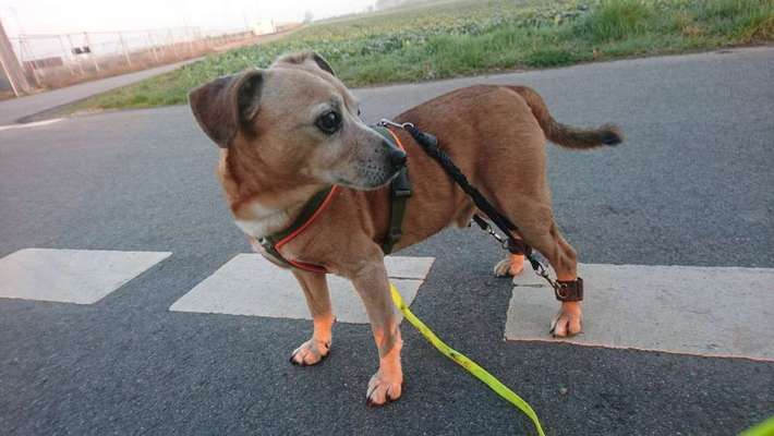 Halsband oder Geschirr-Beitrag-Bild