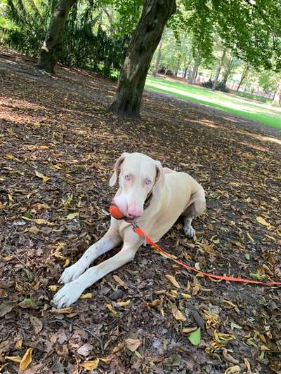 Die Dogorama Wochen Challenge-Beitrag-Bild